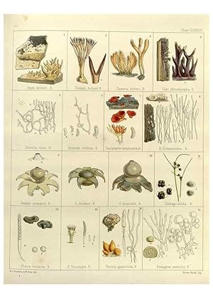 Image du vendeur pour Reproduccin/Reproduction 32986910041: The botany of the Antarctic voyage of H.M. discovery ships Erebus and Terror in the Years 1839-1843. London :Reeve Brothers,1844-1860. mis en vente par EL BOLETIN