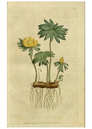 Seller image for Reproduccin/Reproduction 34780848120: The Botanical magazine, or, Flower-garden displayed . /. [S.l. :s.n.],1790-1800 ; for sale by EL BOLETIN