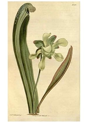 Seller image for Reproduccin/Reproduction 34800757650: Curtiss botanical magazine. London ; New York [etc.] :Academic Press [etc.] for sale by EL BOLETIN