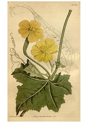 Seller image for Reproduccin/Reproduction 35056439871: Curtiss botanical magazine. London ; New York [etc.] :Academic Press [etc.] for sale by EL BOLETIN