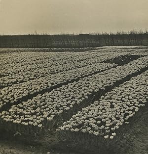 Netherlands Haarlem Tulip plantation Old NPG Stereoview Photo 1900 #2