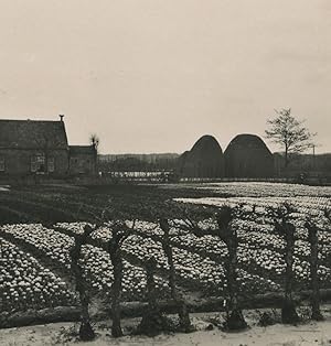 Netherlands Haarlem Tulip plantation Old NPG Stereoview Photo 1900 #1