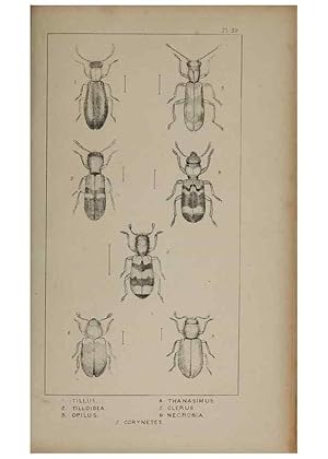 Seller image for Reproduccin/Reproduction 24279766999: The British Coleoptera delineated,. London,W. Crofts,1840. for sale by EL BOLETIN