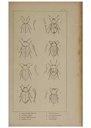 Seller image for Reproduccin/Reproduction 24621236156: The British Coleoptera delineated,. London,W. Crofts,1840. for sale by EL BOLETIN