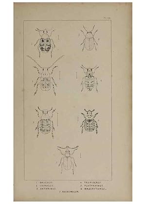 Seller image for Reproduccin/Reproduction 24621339856: The British Coleoptera delineated,. London,W. Crofts,1840. for sale by EL BOLETIN
