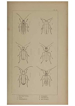 Seller image for Reproduccin/Reproduction 24621296696: The British Coleoptera delineated,. London,W. Crofts,1840. for sale by EL BOLETIN