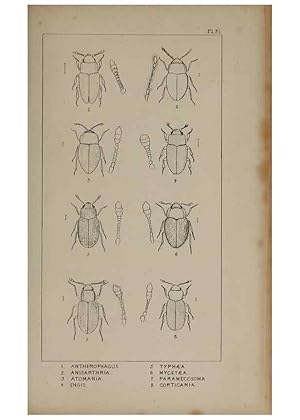 Seller image for Reproduccin/Reproduction 24565235551: The British Coleoptera delineated,. London,W. Crofts,1840. for sale by EL BOLETIN