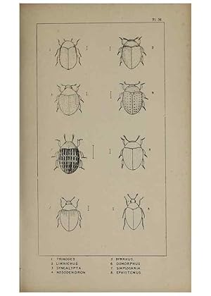 Seller image for Reproduccin/Reproduction 24279710949: The British Coleoptera delineated,. London,W. Crofts,1840. for sale by EL BOLETIN