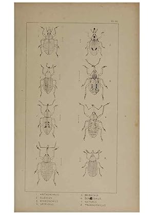 Seller image for Reproduccin/Reproduction 24019426384: The British Coleoptera delineated,. London,W. Crofts,1840. for sale by EL BOLETIN