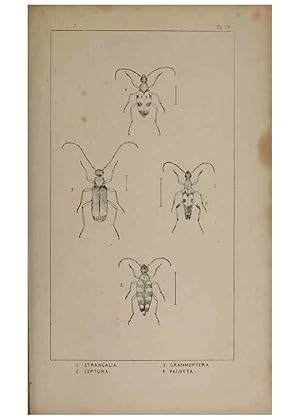 Seller image for Reproduccin/Reproduction 24621405186: The British Coleoptera delineated,. London,W. Crofts,1840. for sale by EL BOLETIN