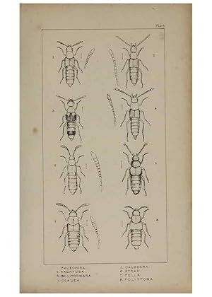 Seller image for Reproduccin/Reproduction 24020601933: The British Coleoptera delineated,. London,W. Crofts,1840. for sale by EL BOLETIN