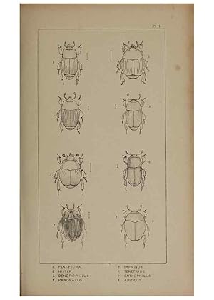 Seller image for Reproduccin/Reproduction 24647452915: The British Coleoptera delineated,. London,W. Crofts,1840. for sale by EL BOLETIN