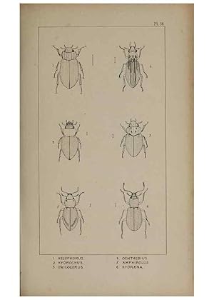 Seller image for Reproduccin/Reproduction 24279718699: The British Coleoptera delineated,. London,W. Crofts,1840. for sale by EL BOLETIN