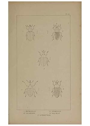 Seller image for Reproduccin/Reproduction 24539180242: The British Coleoptera delineated,. London,W. Crofts,1840. for sale by EL BOLETIN