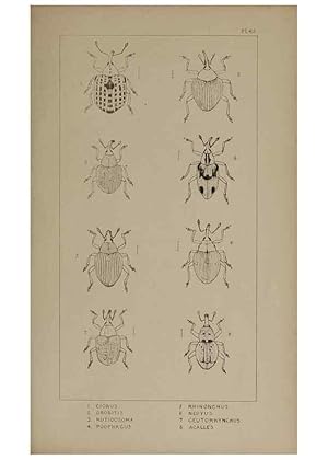 Seller image for Reproduccin/Reproduction 24279817869: The British Coleoptera delineated,. London,W. Crofts,1840. for sale by EL BOLETIN
