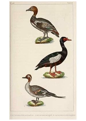 Bild des Verkufers fr Reproduccin/Reproduction 25389671432: Oeuvres compltes de Buffon,. Paris,F.D. Pillot,1830-32 [v. 1, 1831] zum Verkauf von EL BOLETIN