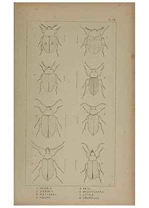 Seller image for Reproduccin/Reproduction 24020721383: The British Coleoptera delineated,. London,W. Crofts,1840. for sale by EL BOLETIN