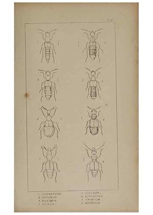Seller image for Reproduccin/Reproduction 24621214606: The British Coleoptera delineated,. London,W. Crofts,1840. for sale by EL BOLETIN