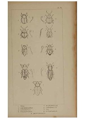 Seller image for Reproduccin/Reproduction 24621232526: The British Coleoptera delineated,. London,W. Crofts,1840. for sale by EL BOLETIN