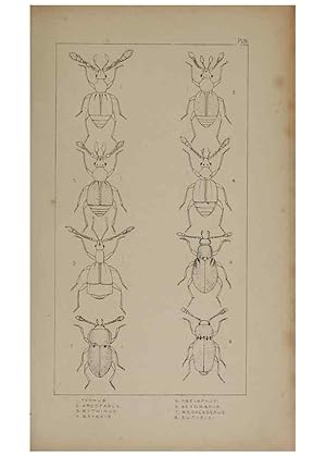 Seller image for Reproduccin/Reproduction 24621217726: The British Coleoptera delineated,. London,W. Crofts,1840. for sale by EL BOLETIN