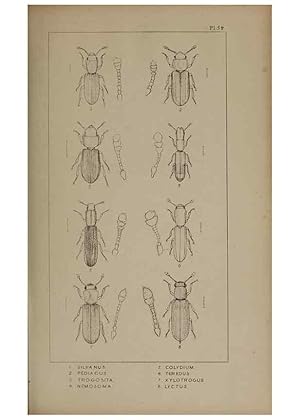 Seller image for Reproduccin/Reproduction 24647432915: The British Coleoptera delineated,. London,W. Crofts,1840. for sale by EL BOLETIN