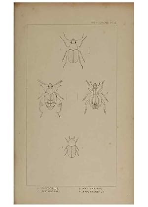 Seller image for Reproduccin/Reproduction 24020851373: The British Coleoptera delineated,. London,W. Crofts,1840. for sale by EL BOLETIN