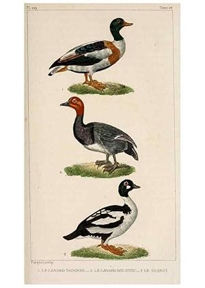 Seller image for Reproduccin/Reproduction 25389679712: Oeuvres compltes de Buffon,. Paris,F.D. Pillot,1830-32 [v. 1, 1831] for sale by EL BOLETIN