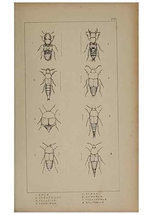 Seller image for Reproduccin/Reproduction 24279664679: The British Coleoptera delineated,. London,W. Crofts,1840. for sale by EL BOLETIN