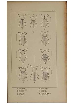 Seller image for Reproduccin/Reproduction 24019344224: The British Coleoptera delineated,. London,W. Crofts,1840. for sale by EL BOLETIN