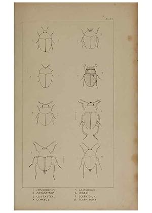 Seller image for Reproduccin/Reproduction 24621222676: The British Coleoptera delineated,. London,W. Crofts,1840. for sale by EL BOLETIN