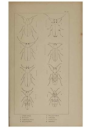 Seller image for Reproduccin/Reproduction 24621335026: The British Coleoptera delineated,. London,W. Crofts,1840. for sale by EL BOLETIN