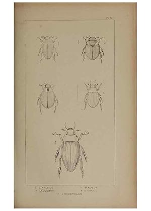 Seller image for Reproduccin/Reproduction 24020647623: The British Coleoptera delineated,. London,W. Crofts,1840. for sale by EL BOLETIN