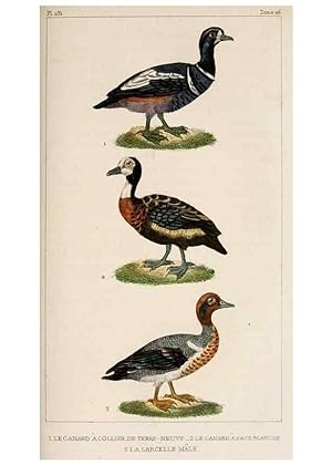 Seller image for Reproduccin/Reproduction 25389685522: Oeuvres compltes de Buffon,. Paris,F.D. Pillot,1830-32 [v. 1, 1831] for sale by EL BOLETIN