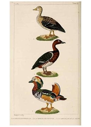 Seller image for Reproduccin/Reproduction 25389691892: Oeuvres compltes de Buffon,. Paris,F.D. Pillot,1830-32 [v. 1, 1831] for sale by EL BOLETIN