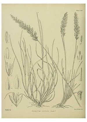 Seller image for Reproduccin/Reproduction 23947656465: Illustrations of the New Zealand flora /. Wellington :John Mackay, Govt. Printer,1914. for sale by EL BOLETIN