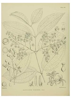 Image du vendeur pour Reproduccin/Reproduction 23579736359: Illustrations of the New Zealand flora /. Wellington :John Mackay, Govt. Printer,1914. mis en vente par EL BOLETIN