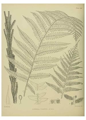 Image du vendeur pour Reproduccin/Reproduction 23865214231: Illustrations of the New Zealand flora /. Wellington :John Mackay, Govt. Printer,1914. mis en vente par EL BOLETIN