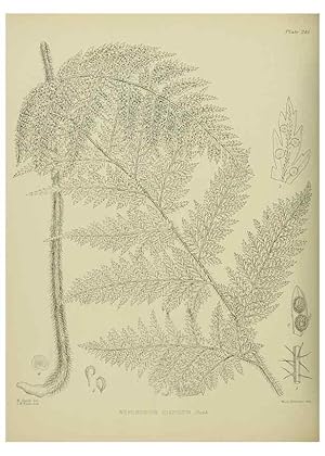 Image du vendeur pour Reproduccin/Reproduction 23319498804: Illustrations of the New Zealand flora /. Wellington :John Mackay, Govt. Printer,1914. mis en vente par EL BOLETIN