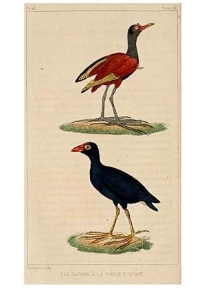 Seller image for Reproduccin/Reproduction 25140548419: Oeuvres compltes de Buffon,. Paris,F.D. Pillot,1830-32 [v. 1, 1831] for sale by EL BOLETIN