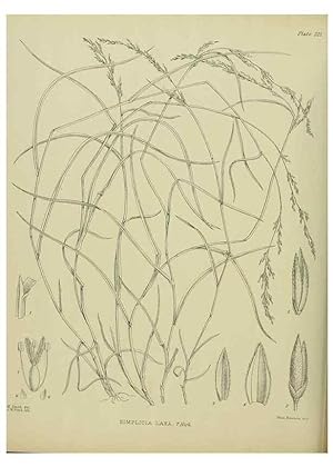 Image du vendeur pour Reproduccin/Reproduction 23652001740: Illustrations of the New Zealand flora /. Wellington :John Mackay, Govt. Printer,1914. mis en vente par EL BOLETIN