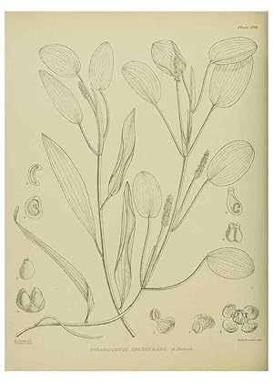 Image du vendeur pour Reproduccin/Reproduction 23839358802: Illustrations of the New Zealand flora /. Wellington :John Mackay, Govt. Printer,1914. mis en vente par EL BOLETIN