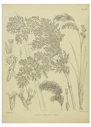 Seller image for Reproduccin/Reproduction 23921550226: Illustrations of the New Zealand flora /. Wellington :John Mackay, Govt. Printer,1914. for sale by EL BOLETIN