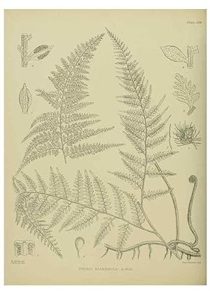 Image du vendeur pour Reproduccin/Reproduction 23652049470: Illustrations of the New Zealand flora /. Wellington :John Mackay, Govt. Printer,1914. mis en vente par EL BOLETIN