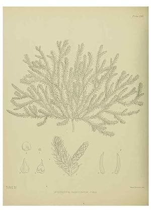 Image du vendeur pour Reproduccin/Reproduction 23319511984: Illustrations of the New Zealand flora /. Wellington :John Mackay, Govt. Printer,1914. mis en vente par EL BOLETIN
