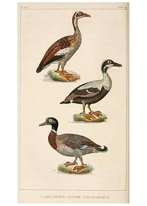 Bild des Verkufers fr Reproduccin/Reproduction 25389665132: Oeuvres compltes de Buffon,. Paris,F.D. Pillot,1830-32 [v. 1, 1831] zum Verkauf von EL BOLETIN