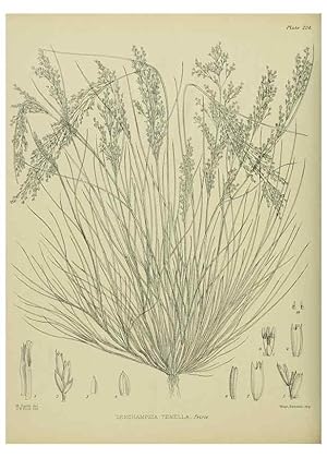 Image du vendeur pour Reproduccin/Reproduction 23319442304: Illustrations of the New Zealand flora /. Wellington :John Mackay, Govt. Printer,1914. mis en vente par EL BOLETIN