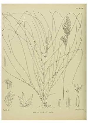 Image du vendeur pour Reproduccin/Reproduction 23579815949: Illustrations of the New Zealand flora /. Wellington :John Mackay, Govt. Printer,1914. mis en vente par EL BOLETIN