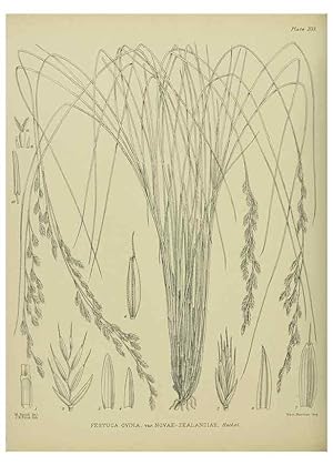 Image du vendeur pour Reproduccin/Reproduction 23839435982: Illustrations of the New Zealand flora /. Wellington :John Mackay, Govt. Printer,1914. mis en vente par EL BOLETIN