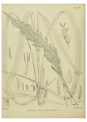 Image du vendeur pour Reproduccin/Reproduction 23320875173: Illustrations of the New Zealand flora /. Wellington :John Mackay, Govt. Printer,1914. mis en vente par EL BOLETIN