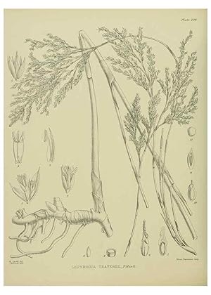 Seller image for Reproduccin/Reproduction 23839363202: Illustrations of the New Zealand flora /. Wellington :John Mackay, Govt. Printer,1914. for sale by EL BOLETIN